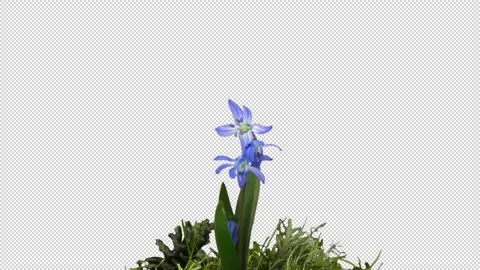 Time-lapse of opening blue Scilla flower with ALPHA channel Stock Footage 149115166