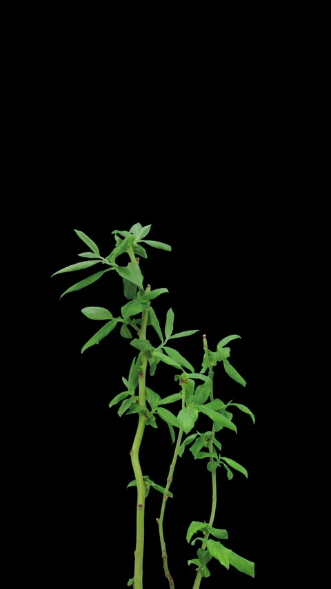 Time lapse of opening blueberry branches, vertical orientation Stock Footage 302715439