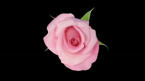 Time-lapse of opening "Blushing Akito" rose with alpha matte 3 Stock Footage 592351