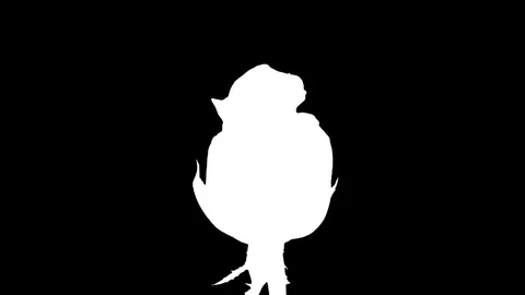 Time-lapse of opening Blushing Akito rose in RGB + ALPHA matte format Stock Footage 77593230