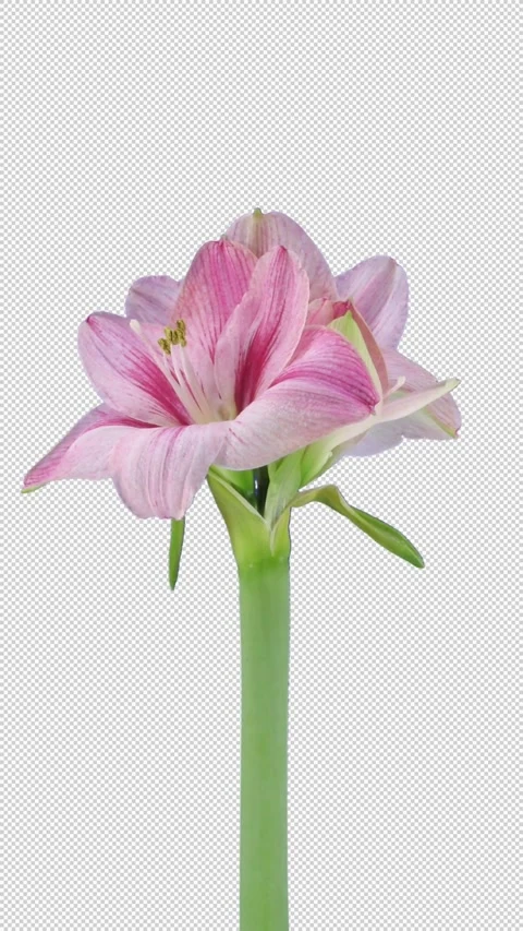Time lapse of opening Blushing Bride amaryllis with ALPHA channel, vertical Stock Footage 278584482