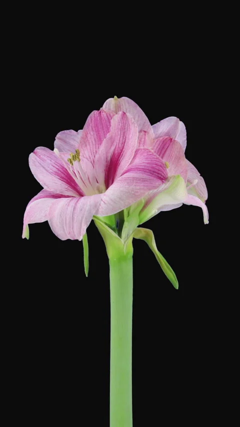 Time lapse of opening Blushing Bride amaryllis, vertical orientation Stock Footage 288950869