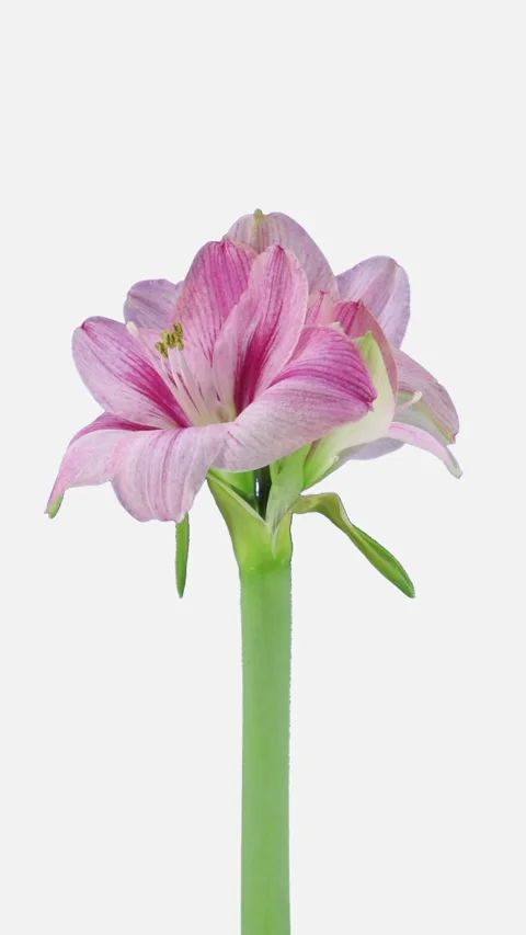 Time lapse of opening Blushing Bride amaryllis Christmas flower, vertical Stock Footage 294027620