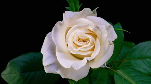 Time-lapse of opening bone white Medeo rose 2a1 in Animation format with ALPHA Stock-Footage 160737510