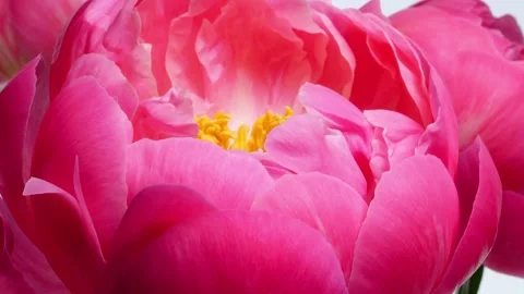 Time lapse of opening buds of pink peony Stock Footage 274145910