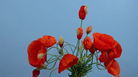 Time lapse opening bunch wild poppy flowers on blue background Vídeo Stock 157651730