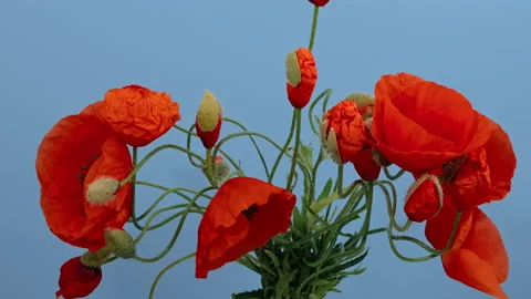 Time lapse opening bunch wild poppy flowers on blue background Stock Footage 170894154