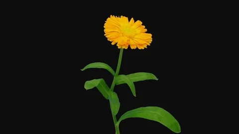 Time-lapse of opening calendula flower with ALPHA channel Stock Footage 94163739