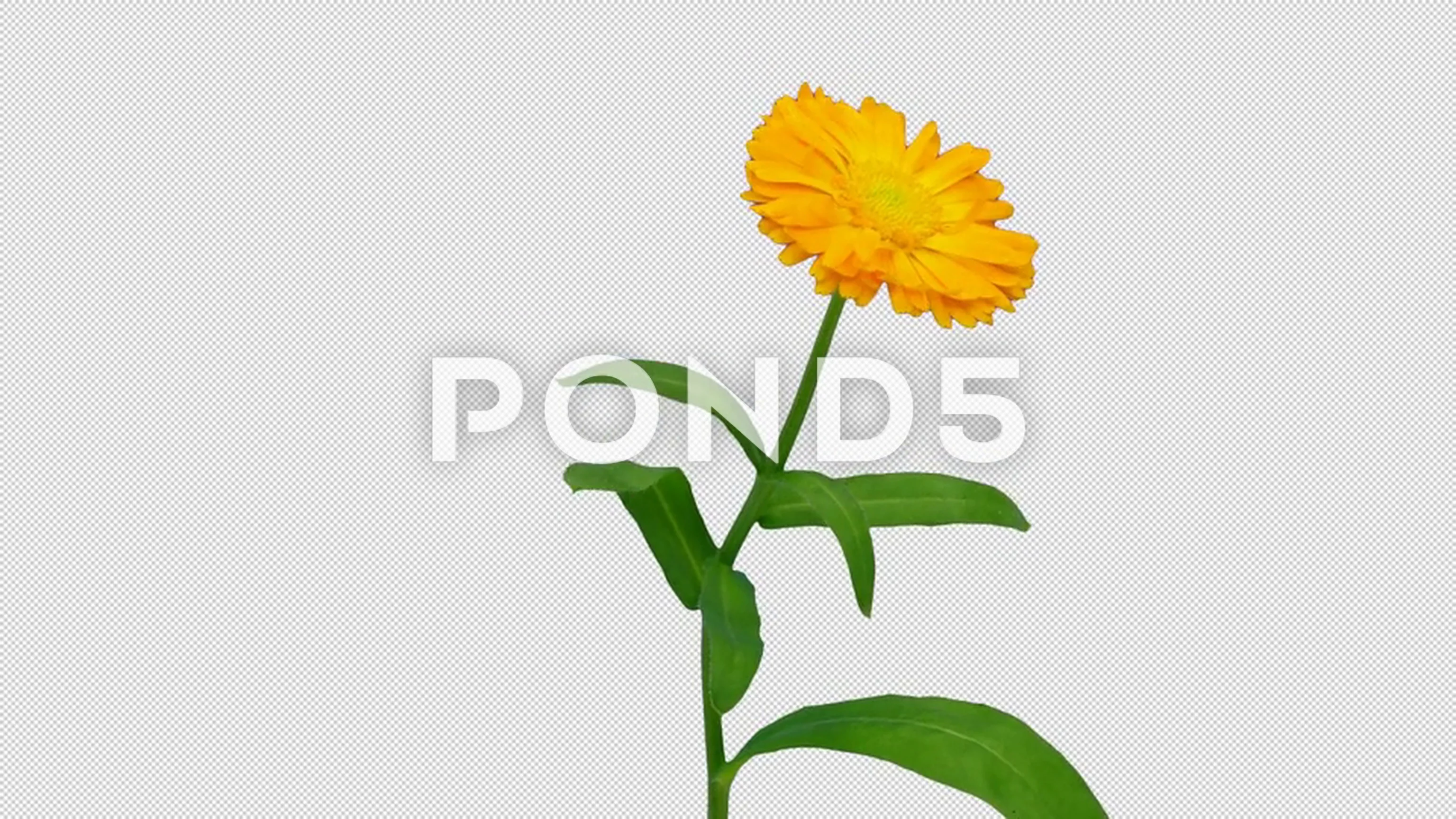 Alpha Calendula