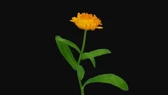 Alpha Calendula