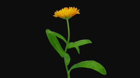 Time-lapse of opening calendula flower in RGB + ALPHA matte format Video stock 150554793