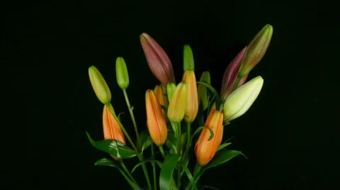 Time-lapse of opening colorful lily bouquet 1 Stock Footage
