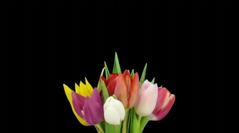 Time-lapse of opening colorful tulips bouquet 3 (720p) Stock Footage