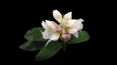 Time lapse of opening Cunninghams White rhododendron Stock Footage 319632659