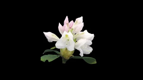 Time lapse of opening Cunninghams White rhododendron Stock Footage 325027672