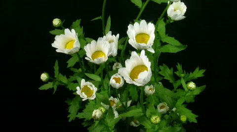 Time-lapse of opening daisy flowers 2  Stock Footage