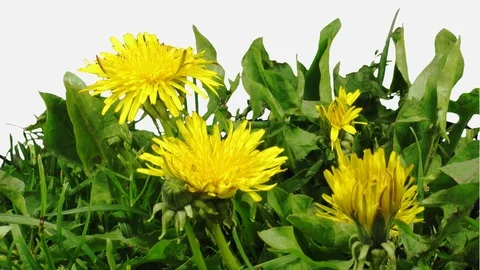 Time-lapse of opening Dandelion with ALPHA channel Stock Footage 91581814