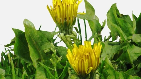 Time-lapse of opening Dandelion with ALPHA channel Stock Footage 102255425