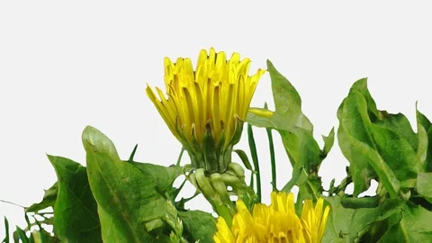 Time-lapse of opening Dandelion with ALPHA channel Stock Footage 107128162