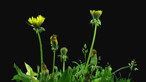 Time-lapse of opening Dandelion flower in RGB + ALPHA matte format Stock Footage 104483336