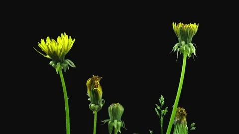 Time-lapse of opening Dandelion flower in RGB + ALPHA matte format Stock Footage 114316581