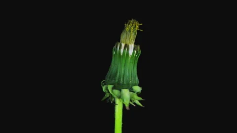 Time-lapse of opening Dandelion fluff in RGB + ALPHA matte format Stock Footage 134592571