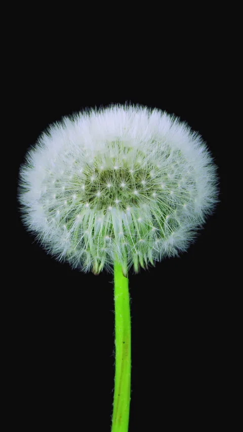 Time lapse of opening Dandelion fluff Stock Footage 288674866