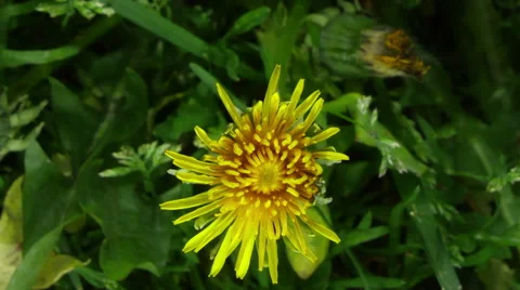 Time-lapse of opening Dandelion, RGB format Stock Footage 51240127
