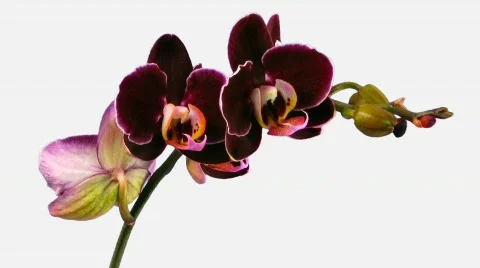 Time-lapse of opening dark purple orchid 1d with alpha matte Stock Footage 640546