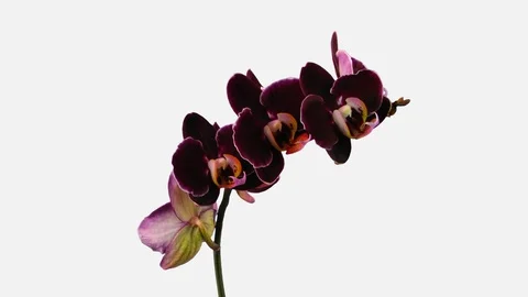 Time-lapse of opening dark purple Phalaenopsis orchid with ALPHA channel Stock Footage 89473018