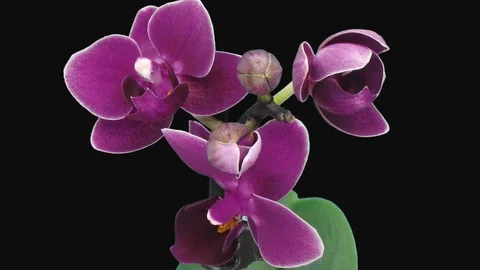 Time-lapse of opening dark purple Phalaenopsis orchid with ALPHA channel Stock Footage