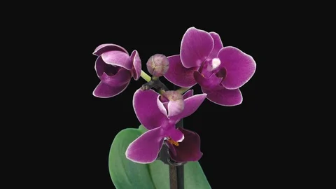 Time-lapse of opening dark purple Phalaenopsis orchid with ALPHA channel Stock Footage 101068222