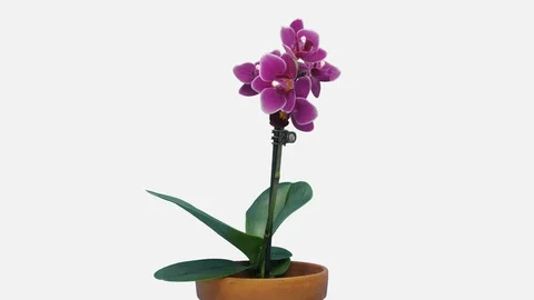 Time-lapse of opening dark purple Phalaenopsis orchid, 4K with ALPHA channel Stock Footage 110557939
