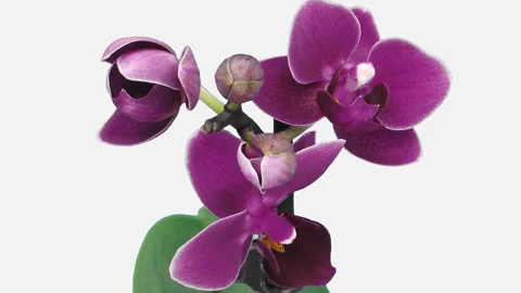 Time-lapse of opening dark purple Phalaenopsis orchid, 2K with ALPHA channel Stock Footage 131699615