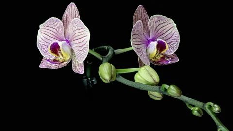 Time-lapse of opening dark purple Phalaenopsis orchid isolated on black Stock Footage 236399917