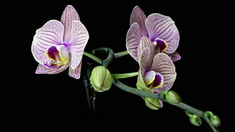Time-lapse of opening dark purple Phalaenopsis orchid isolated on black Stock Footage 236652098