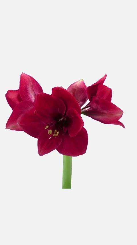 Time lapse of opening Dark Red amaryllis Christmas flower, vertical orientation Stock Footage 292486394