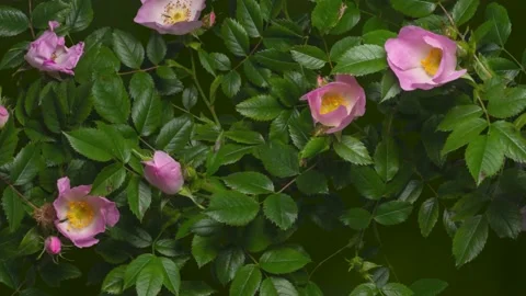 Time lapse of opening dog rose flowers Video stock 165826511