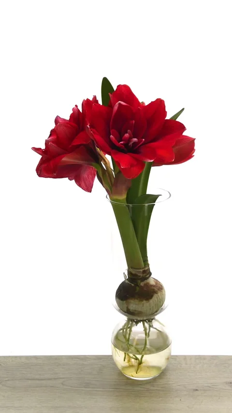 Time lapse of opening Double Dragon amaryllis in bulb vase, vertical orientation Stock Footage 311295429