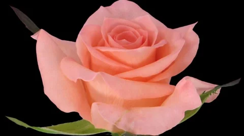 Time-lapse of opening "Dream" rose 1c Stock Footage 4884431
