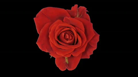 Time-lapse of opening "El Toro" rose Stock Footage