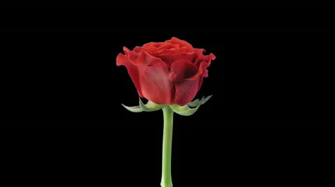 Time-lapse of opening "El Toro" rose with alpha matte 8 Stock-Footage 536577
