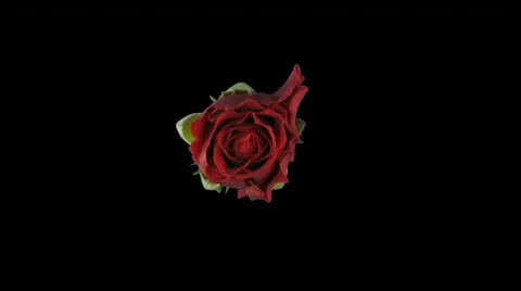 Time-lapse of opening "El Toro" rose with alpha matte 9 (720p) Stock Footage 643368