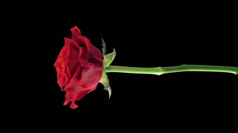 Time-lapse of opening "El Toro" rose in RGB + ALPHA matte (720p), vertical Stock Footage 56200604