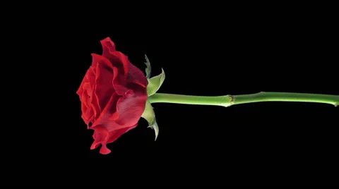 Time-lapse of opening "El Toro" rose in RGB + ALPHA matte format, vertical Stock Footage 56200608