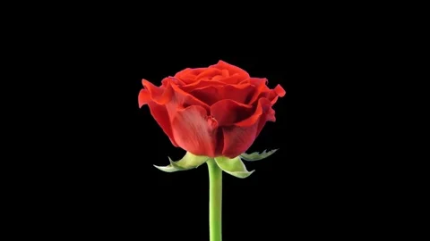 Time-lapse of opening El Toro rose with ALPHA channel Stock Footage 77661367