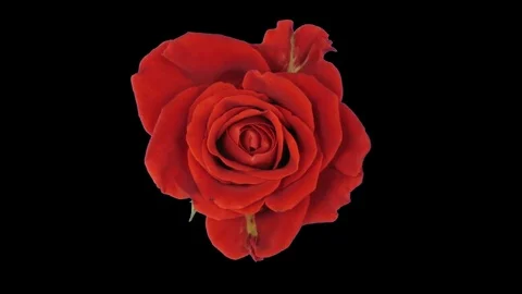 Time-lapse of opening El Toro rose with ALPHA channel, top view Stock Footage 80407190