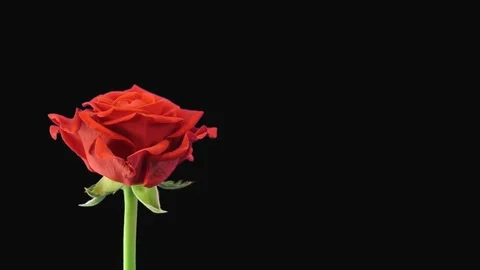 Time-lapse of opening El Toro rose with ALPHA channel Stock Footage 81943155