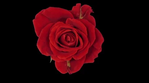 Time-lapse of opening El Toro rose in RGB + ALPHA matte format, top view Stock Footage 82598666