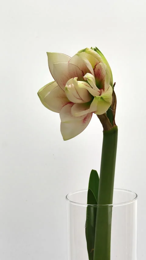 Time lapse of opening Elvas amaryllis in bulb vase, vertical orientation Stock Footage 330108989